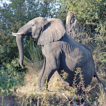 Elefant am Zambezi